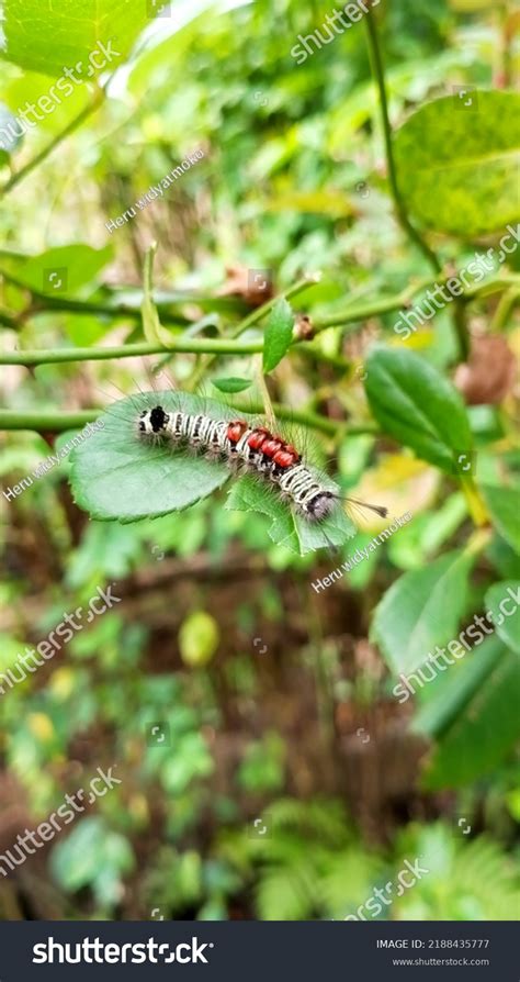 Caterpillar Eating Rose Leaves Type Poisonous Stock Photo 2188435777