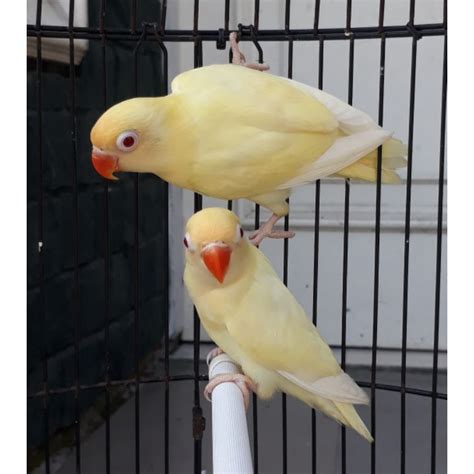 Jual Burung Lovebird PB Cremino Mata Merah Shopee Indonesia