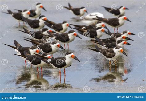 A Group of Black Skimmers Rynchops Niger Resting in Shallow Water 库存