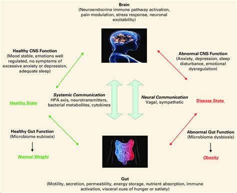 The Bidirectional Communication Of The Brain Gut Axis Occurs Via