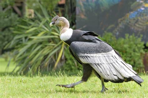 Meet 10 Of The Worlds Biggest Birds