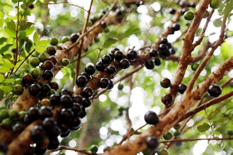 Fruta Brasileira Eleita Melhor Do Mundo Em Ranking Internacional