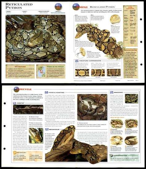 Reticulated Python 13 Reptiles Wildlife Explorer Fold Out Card