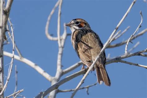 Types Of Sparrows Examples Bird Feeder Hub