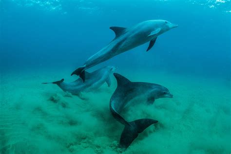 Wild Dolphins Have Bold And Shy Personalities—just Like Us