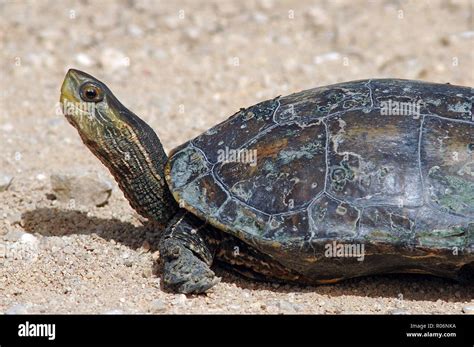 Tortue Dans Les Marais Banque De Photographies Et Dimages Haute