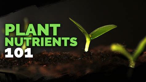 Plant Nutrition 101: All Plant Nutrients and Deficiencies Explained ...