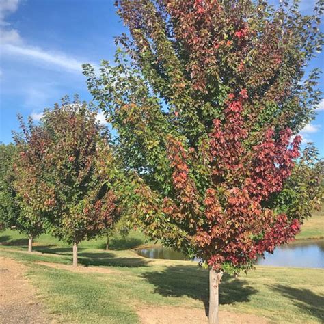 Autumn Blaze Flowering Pear Tree Garden Center Point