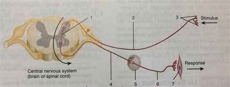 Autonomic Reflex Arc Diagram Quizlet