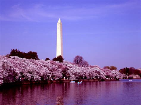 Washington Monument and Cherry Blossoms - Washington, DC | Flickr