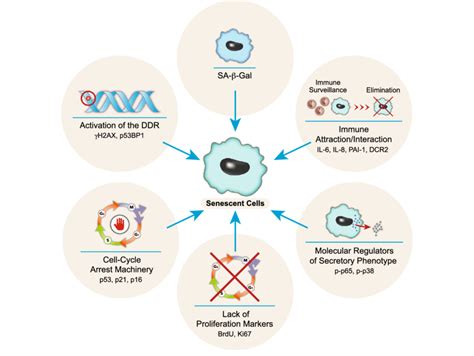 Identifying Senescent Cells The Use Of Several Molecular Markers That