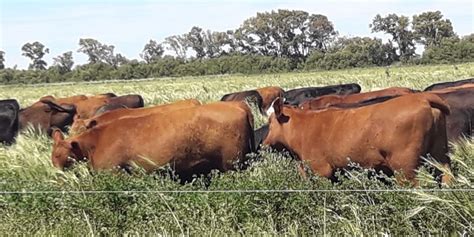 Pasturas Claves Para Producir Mas Carne Por Ha Opci N Rural