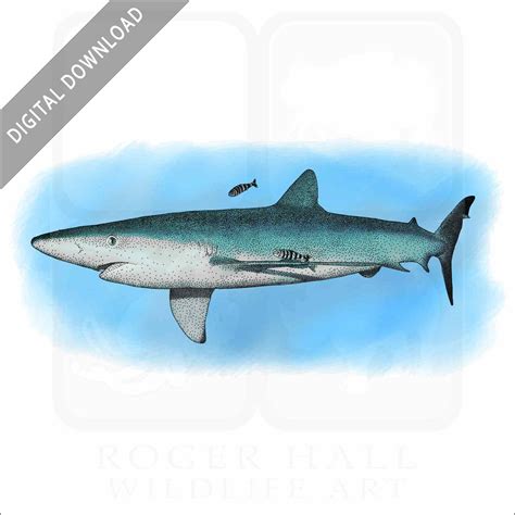 Stock Art Drawing of a Blue Shark