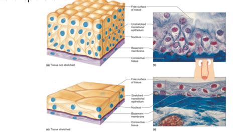 Tissue Type Epithelium Flashcards Quizlet