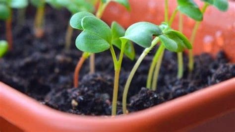 12 Vegetables You Can Start Now In Cold Frames [planting Guide ]