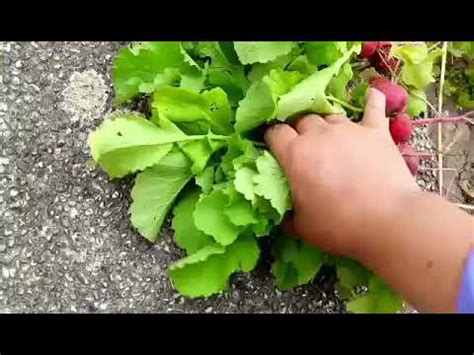 Red Radish Raphanus Sativus Youtube