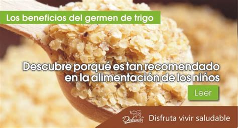 Germen De Trigo Beneficios Un Potente Antioxidante Blog Vive Sano