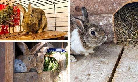 From Selection To Setup A Comprehensive Guide To Rabbit Nesting Box