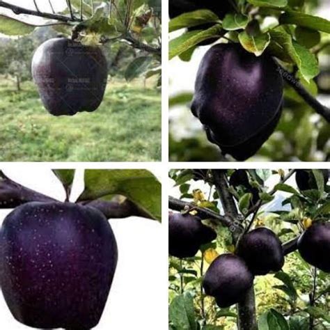 Black Diamond Apple Tree Plant 60 Seeds