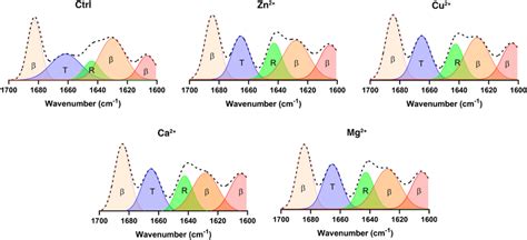 Atr Ftir Spectra And Their Deconvolution Of α Syn Fibrils Formed In The Download Scientific