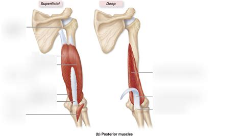 Muscles Of The Arm Posterior View Diagram Quizlet