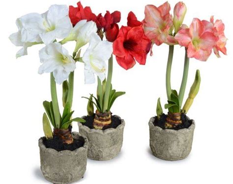 Want To Grow Fragrant Flowers In 2 3 Weeks Try Amaryllis Lilly