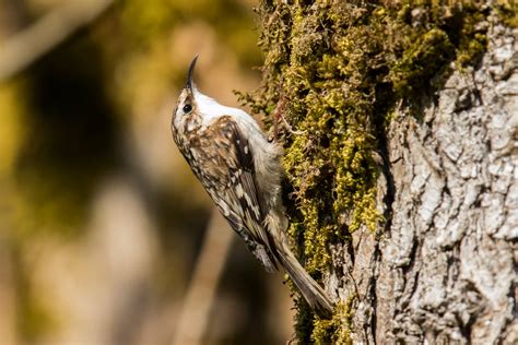 Brown Creeper — Eastside Audubon Society