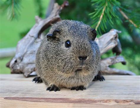 Can Guinea Pigs Wear Collars Atractivopets