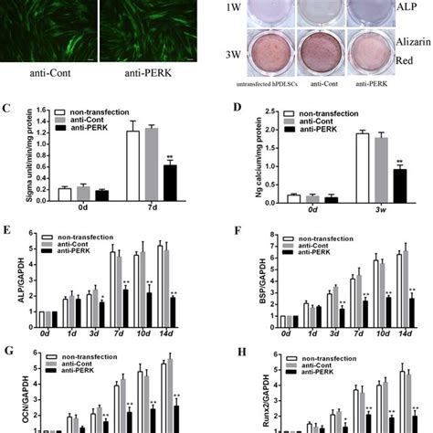 Down Regulation Of Perk Inhibited Osteogenic Differentiation Of Download Scientific Diagram