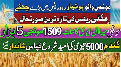 New Munji Wheat Till Cotton Makki Rates Munji Ka Rate Galla Mandi