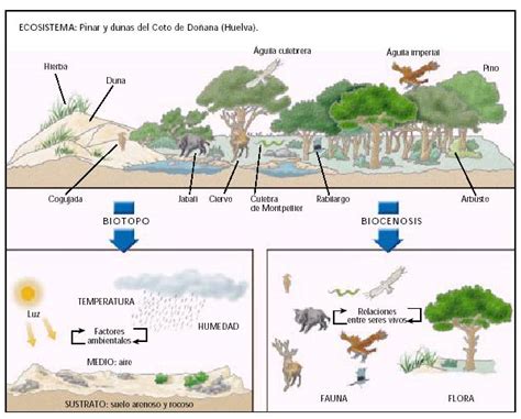 Estructura Del Ecosistema