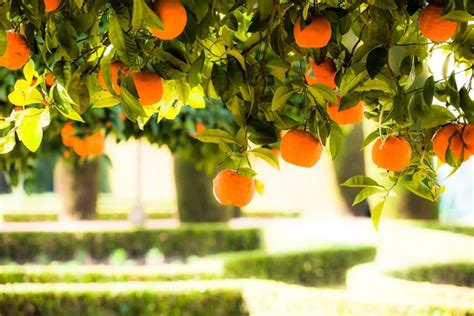 Branch Orange Tree Fruits Green Leaves In Valencia Spain Stock Image