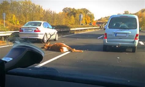 Durva baleset Óriási szarvas okozott balesetet az autópályán