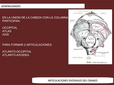 Articulaciones Sinoviales Del Craneo Ppt