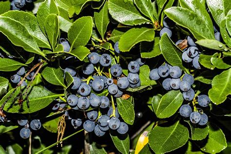 Blueberry Bush Growing Guides Tips And Information Gardeners Path