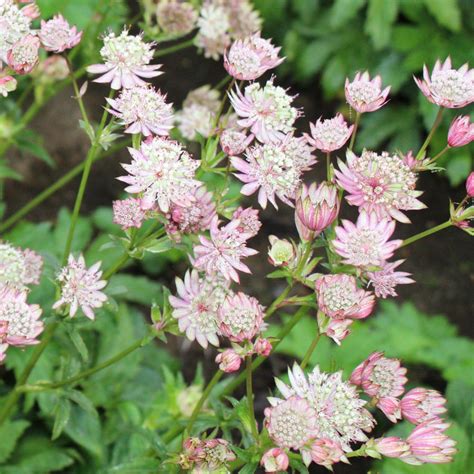 Astrantia Major White Giant Ubicaciondepersonascdmxgobmx