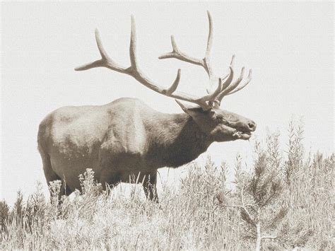 Yellowstone Bull Elk Photograph by Laurel Powell - Pixels