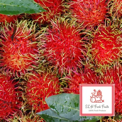 Slh Rambutan 红毛丹 Shopee Singapore