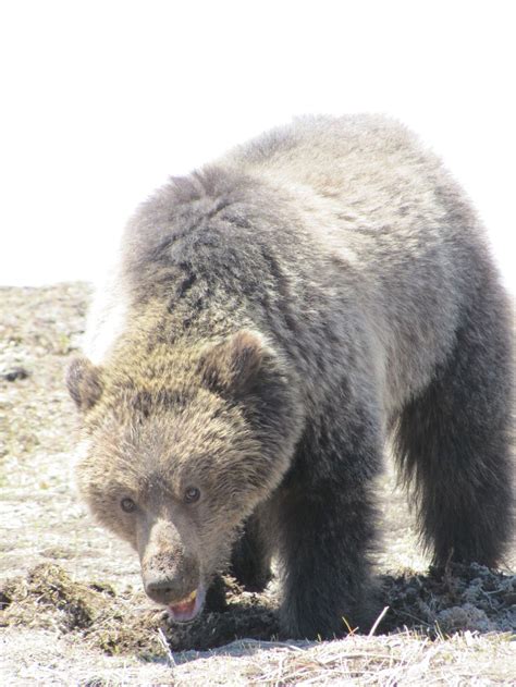 Bear in Yellowstone National Park | Smithsonian Photo Contest ...