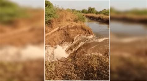 Damage Crop Due Infiltration Patchari Water Field In Dharangaon Taluka