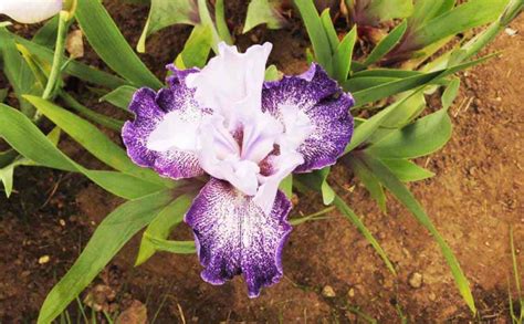 Iris Flower in Purple – Tree Pictures BLog