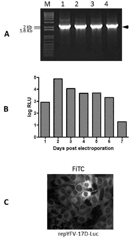 Characterization Of The Subgenomic Replicon RepYFV 17DLuc A