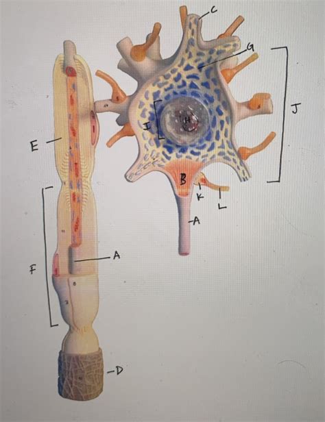 Practical Labs Diagram Diagram Quizlet