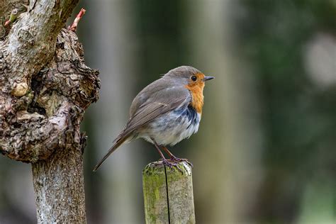 Robin European Bird Free Photo On Pixabay Pixabay