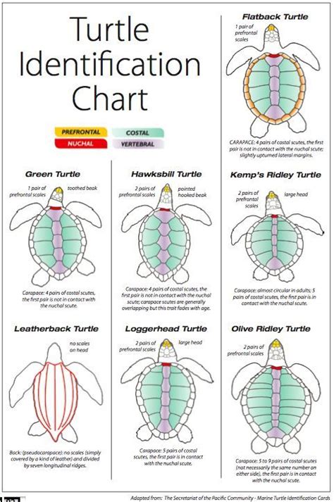 sea turtles identification chart Turtle Love, Green Turtle, Tortoise ...