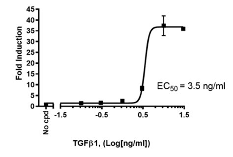 Tgfβ Responsive Sbe Luciferase Reporter Hek293 Cell Line