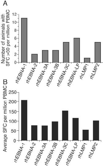 Ifn Elispot Responses To Individual Rhlcv Latent Proteins By Ex Vivo