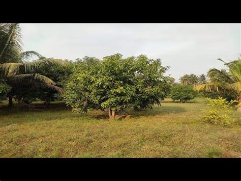 No Sold Out Greenery Farmland Cent For Sale In Ecr