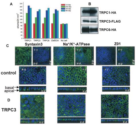 Polarization Of Mdck Cells A Transepithelial Resistance Of Control