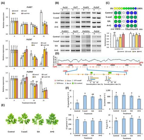 IJMS Free Full Text DNA Demethylation Induces Tree Peony Flowering